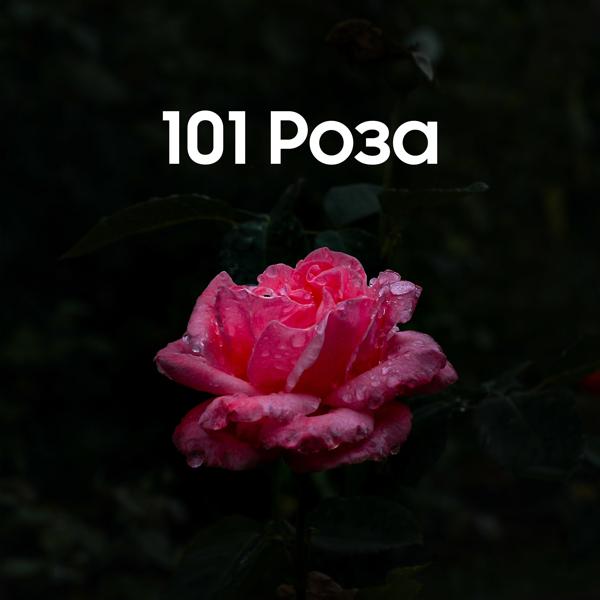 Трек 101 Роза