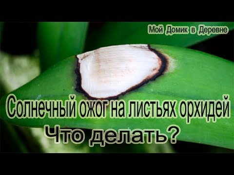 ОЖОГ - Странные цветы (Орхидеи) видео (клип)