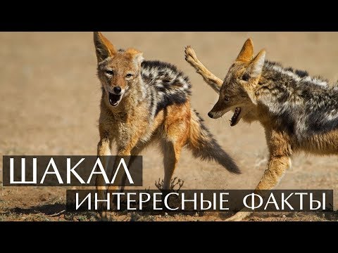 ОЖОГ - Шакалы видео (клип)