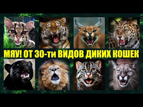 Кот - Талиб - механика звука 19 видео (клип)