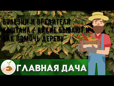 Каштан - Болен видео (клип)