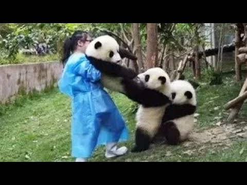 Panda - падает москва видео (клип)