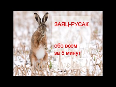 горгоротов - Заяц-русак видео (клип)