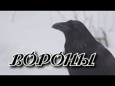 Сергей Одинцов - Вороны видео (клип)