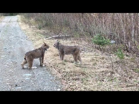 Рысь - На видео (клип)