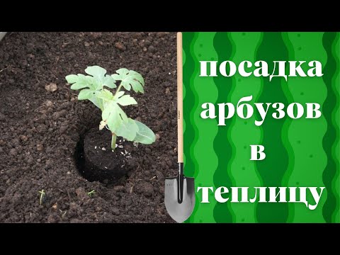 Filini, Фрайзи - Под арбузами видео (клип)