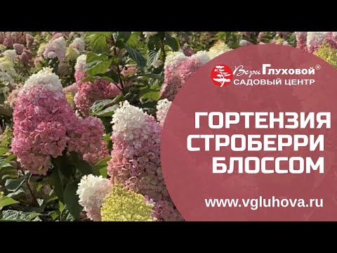 Blossom - Они видео (клип)