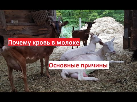 AKKXRD - Розовое молоко видео (клип)