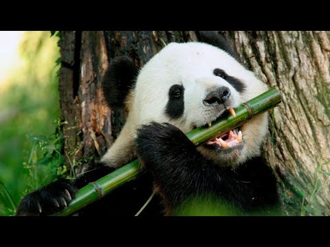 Panda - Самое то видео (клип)