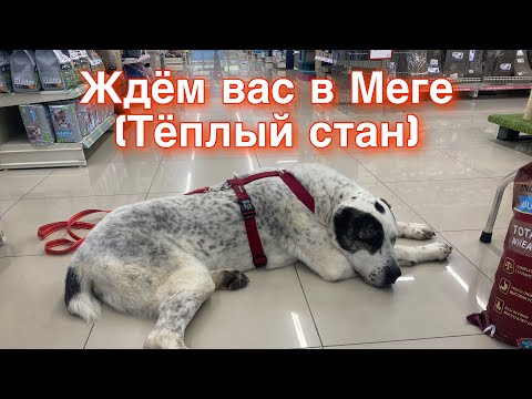 Mega - В этот вечер видео (клип)