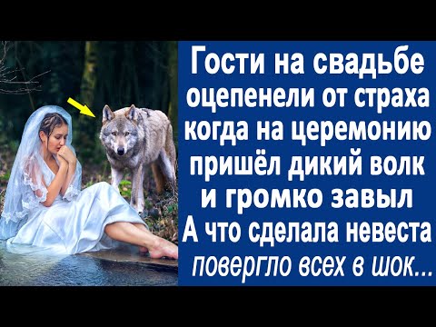 Chelabi, Милан Волков - Тебе поверю видео (клип)