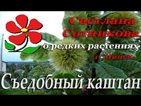 Каштан - Минск видео (клип)